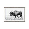 Picture of Buffalo March _GroupedProduct_Rectangle_Landscape_Photography _GroupedProduct_Rectangle_Landscape_Framed_Matted_