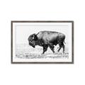 Picture of Buffalo March _GroupedProduct_Rectangle_Landscape_Photography _GroupedProduct_Rectangle_Landscape_Framed_Matted_