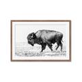 Picture of Buffalo March _GroupedProduct_Rectangle_Landscape_Photography _GroupedProduct_Rectangle_Landscape_Framed_Matted_