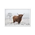 Picture of Cookie, the Cow  _GroupedProduct_Rectangle_Landscape_Photography _GroupedProduct_Rectangle_Landscape_Framed_Matted_