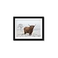 Picture of Cookie, the Cow  _GroupedProduct_Rectangle_Landscape_Photography _GroupedProduct_Rectangle_Landscape_Framed_Matted_
