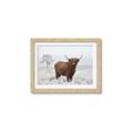 Picture of Cookie, the Cow  _GroupedProduct_Rectangle_Landscape_Photography _GroupedProduct_Rectangle_Landscape_Framed_Matted_