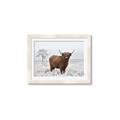 Picture of Cookie, the Cow  _GroupedProduct_Rectangle_Landscape_Photography _GroupedProduct_Rectangle_Landscape_Framed_Matted_