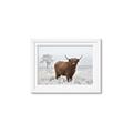 Picture of Cookie, the Cow  _GroupedProduct_Rectangle_Landscape_Photography _GroupedProduct_Rectangle_Landscape_Framed_Matted_