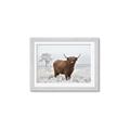 Picture of Cookie, the Cow  _GroupedProduct_Rectangle_Landscape_Photography _GroupedProduct_Rectangle_Landscape_Framed_Matted_