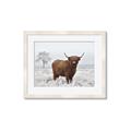 Picture of Cookie, the Cow  _GroupedProduct_Rectangle_Landscape_Photography _GroupedProduct_Rectangle_Landscape_Framed_Matted_
