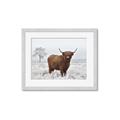 Picture of Cookie, the Cow  _GroupedProduct_Rectangle_Landscape_Photography _GroupedProduct_Rectangle_Landscape_Framed_Matted_