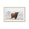 Picture of Cookie, the Cow  _GroupedProduct_Rectangle_Landscape_Photography _GroupedProduct_Rectangle_Landscape_Framed_Matted_