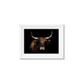 Picture of Dixie, the Bull   _GroupedProduct_Rectangle_Landscape_Photography _GroupedProduct_Rectangle_Landscape_Framed_Matted_