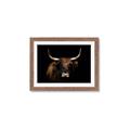 Picture of Dixie, the Bull   _GroupedProduct_Rectangle_Landscape_Photography _GroupedProduct_Rectangle_Landscape_Framed_Matted_