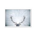 Picture of Forest Stag _GroupedProduct_Rectangle_Landscape_Photography _GroupedProduct_Rectangle_Landscape_Framed_Matted_