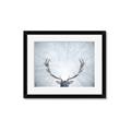 Picture of Forest Stag _GroupedProduct_Rectangle_Landscape_Photography _GroupedProduct_Rectangle_Landscape_Framed_Matted_