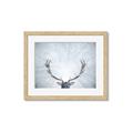 Picture of Forest Stag _GroupedProduct_Rectangle_Landscape_Photography _GroupedProduct_Rectangle_Landscape_Framed_Matted_