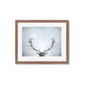 Picture of Forest Stag _GroupedProduct_Rectangle_Landscape_Photography _GroupedProduct_Rectangle_Landscape_Framed_Matted_