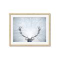 Picture of Forest Stag _GroupedProduct_Rectangle_Landscape_Photography _GroupedProduct_Rectangle_Landscape_Framed_Matted_