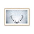 Picture of Forest Stag _GroupedProduct_Rectangle_Landscape_Photography _GroupedProduct_Rectangle_Landscape_Framed_Matted_