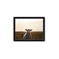 Picture of Grazing Sheep  _GroupedProduct_Rectangle_Landscape_Photography _GroupedProduct_Rectangle_Landscape_Framed_Matted_
