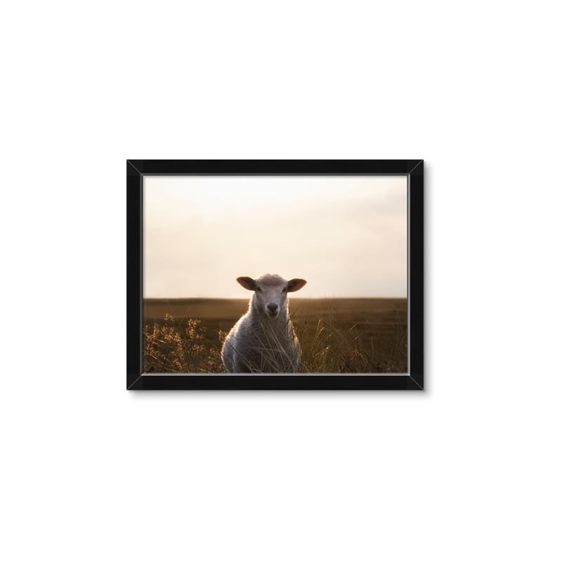Picture of Grazing Sheep  _GroupedProduct_Rectangle_Landscape_Photography _GroupedProduct_Rectangle_Landscape_Framed_Matted_