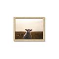 Picture of Grazing Sheep  _GroupedProduct_Rectangle_Landscape_Photography _GroupedProduct_Rectangle_Landscape_Framed_Matted_