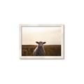 Picture of Grazing Sheep  _GroupedProduct_Rectangle_Landscape_Photography _GroupedProduct_Rectangle_Landscape_Framed_Matted_