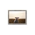 Picture of Grazing Sheep  _GroupedProduct_Rectangle_Landscape_Photography _GroupedProduct_Rectangle_Landscape_Framed_Matted_