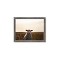 Picture of Grazing Sheep  _GroupedProduct_Rectangle_Landscape_Photography _GroupedProduct_Rectangle_Landscape_Framed_Matted_