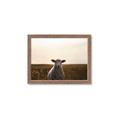 Picture of Grazing Sheep  _GroupedProduct_Rectangle_Landscape_Photography _GroupedProduct_Rectangle_Landscape_Framed_Matted_