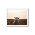 Picture of Grazing Sheep  _GroupedProduct_Rectangle_Landscape_Photography _GroupedProduct_Rectangle_Landscape_Framed_Matted_