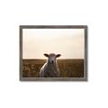 Picture of Grazing Sheep  _GroupedProduct_Rectangle_Landscape_Photography _GroupedProduct_Rectangle_Landscape_Framed_Matted_