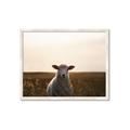 Picture of Grazing Sheep  _GroupedProduct_Rectangle_Landscape_Photography _GroupedProduct_Rectangle_Landscape_Framed_Matted_