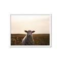 Picture of Grazing Sheep  _GroupedProduct_Rectangle_Landscape_Photography _GroupedProduct_Rectangle_Landscape_Framed_Matted_