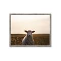 Picture of Grazing Sheep  _GroupedProduct_Rectangle_Landscape_Photography _GroupedProduct_Rectangle_Landscape_Framed_Matted_