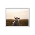 Picture of Grazing Sheep  _GroupedProduct_Rectangle_Landscape_Photography _GroupedProduct_Rectangle_Landscape_Framed_Matted_