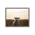 Picture of Grazing Sheep  _GroupedProduct_Rectangle_Landscape_Photography _GroupedProduct_Rectangle_Landscape_Framed_Matted_