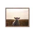 Picture of Grazing Sheep  _GroupedProduct_Rectangle_Landscape_Photography _GroupedProduct_Rectangle_Landscape_Framed_Matted_