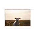 Picture of Grazing Sheep  _GroupedProduct_Rectangle_Landscape_Photography _GroupedProduct_Rectangle_Landscape_Framed_Matted_