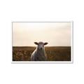 Picture of Grazing Sheep  _GroupedProduct_Rectangle_Landscape_Photography _GroupedProduct_Rectangle_Landscape_Framed_Matted_
