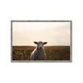 Picture of Grazing Sheep  _GroupedProduct_Rectangle_Landscape_Photography _GroupedProduct_Rectangle_Landscape_Framed_Matted_