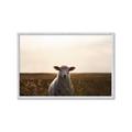 Picture of Grazing Sheep  _GroupedProduct_Rectangle_Landscape_Photography _GroupedProduct_Rectangle_Landscape_Framed_Matted_