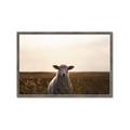 Picture of Grazing Sheep  _GroupedProduct_Rectangle_Landscape_Photography _GroupedProduct_Rectangle_Landscape_Framed_Matted_