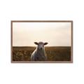 Picture of Grazing Sheep  _GroupedProduct_Rectangle_Landscape_Photography _GroupedProduct_Rectangle_Landscape_Framed_Matted_
