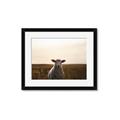 Picture of Grazing Sheep  _GroupedProduct_Rectangle_Landscape_Photography _GroupedProduct_Rectangle_Landscape_Framed_Matted_