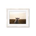 Picture of Grazing Sheep  _GroupedProduct_Rectangle_Landscape_Photography _GroupedProduct_Rectangle_Landscape_Framed_Matted_