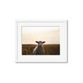 Picture of Grazing Sheep  _GroupedProduct_Rectangle_Landscape_Photography _GroupedProduct_Rectangle_Landscape_Framed_Matted_