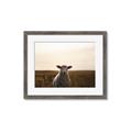 Picture of Grazing Sheep  _GroupedProduct_Rectangle_Landscape_Photography _GroupedProduct_Rectangle_Landscape_Framed_Matted_