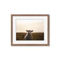Picture of Grazing Sheep  _GroupedProduct_Rectangle_Landscape_Photography _GroupedProduct_Rectangle_Landscape_Framed_Matted_