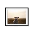 Picture of Grazing Sheep  _GroupedProduct_Rectangle_Landscape_Photography _GroupedProduct_Rectangle_Landscape_Framed_Matted_