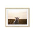 Picture of Grazing Sheep  _GroupedProduct_Rectangle_Landscape_Photography _GroupedProduct_Rectangle_Landscape_Framed_Matted_