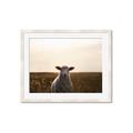 Picture of Grazing Sheep  _GroupedProduct_Rectangle_Landscape_Photography _GroupedProduct_Rectangle_Landscape_Framed_Matted_