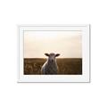 Picture of Grazing Sheep  _GroupedProduct_Rectangle_Landscape_Photography _GroupedProduct_Rectangle_Landscape_Framed_Matted_
